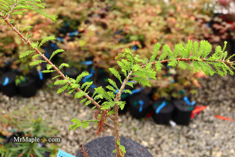 Taxodium distichum 'Gee Whiz' Dwarf Bald Cypress - Mr Maple │ Buy Japanese Maple Trees