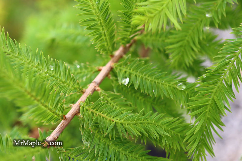 Taxodium distichum 'Gee Whiz' Dwarf Bald Cypress - Mr Maple │ Buy Japanese Maple Trees