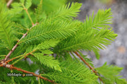 Taxodium distichum 'Gee Whiz' Dwarf Bald Cypress - Mr Maple │ Buy Japanese Maple Trees
