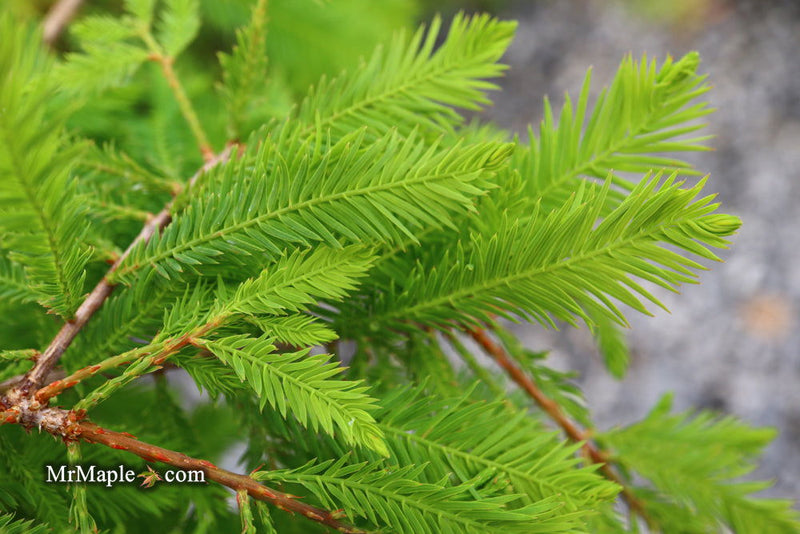 Taxodium distichum 'Gee Whiz' Dwarf Bald Cypress - Mr Maple │ Buy Japanese Maple Trees