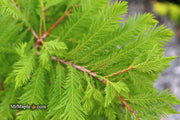 Taxodium distichum 'Gee Whiz' Dwarf Bald Cypress - Mr Maple │ Buy Japanese Maple Trees