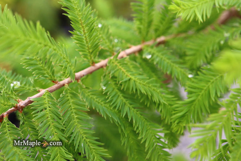 Taxodium distichum 'Gee Whiz' Dwarf Bald Cypress - Mr Maple │ Buy Japanese Maple Trees