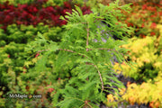 Taxodium distichum 'Gee Whiz' Dwarf Bald Cypress - Mr Maple │ Buy Japanese Maple Trees