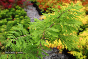 Taxodium distichum 'Gee Whiz' Dwarf Bald Cypress - Mr Maple │ Buy Japanese Maple Trees