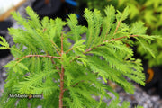 Taxodium distichum 'Gee Whiz' Dwarf Bald Cypress - Mr Maple │ Buy Japanese Maple Trees