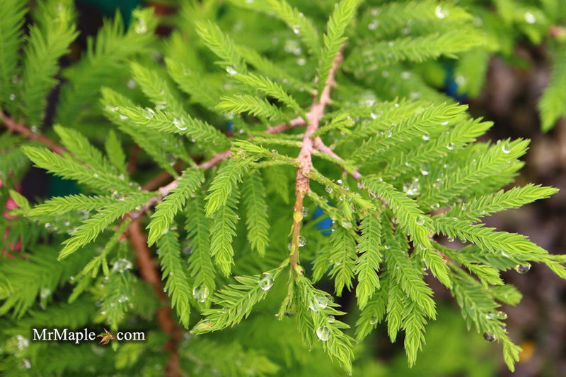 Taxodium distichum 'Gee Whiz' Dwarf Bald Cypress - Mr Maple │ Buy Japanese Maple Trees