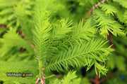 Taxodium distichum 'Gee Whiz' Dwarf Bald Cypress - Mr Maple │ Buy Japanese Maple Trees