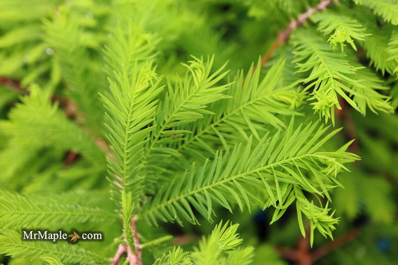 Taxodium distichum 'Gee Whiz' Dwarf Bald Cypress - Mr Maple │ Buy Japanese Maple Trees