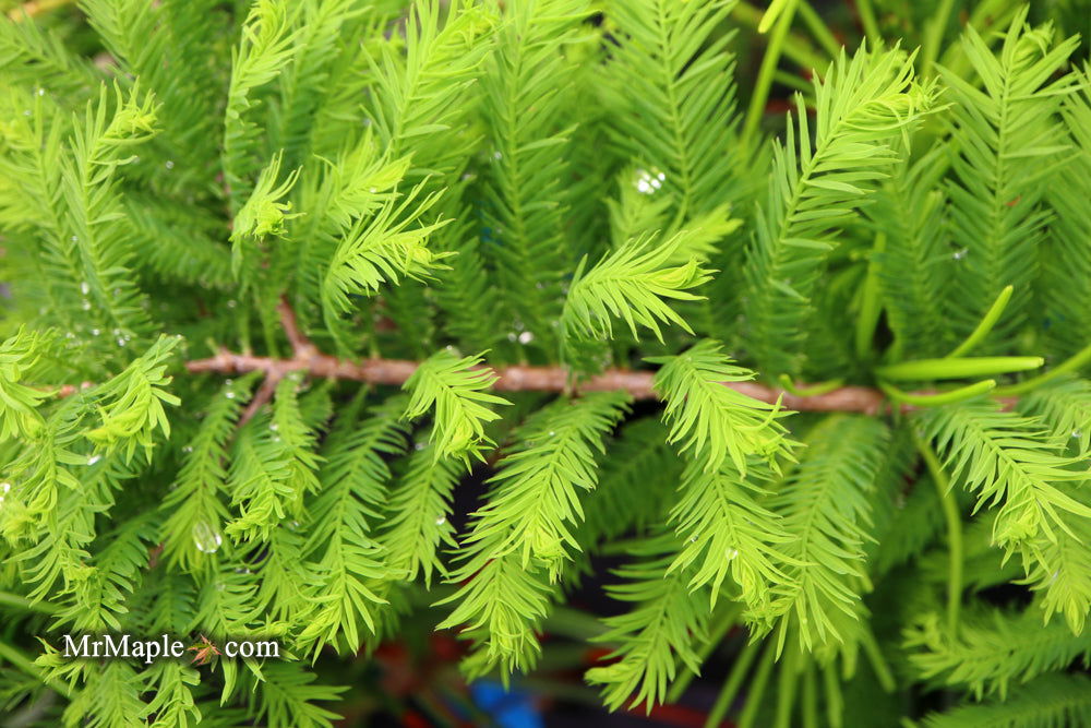 Buy Taxodium distichum 'Gee Whiz' Dwarf Bald Cypress — Mr Maple