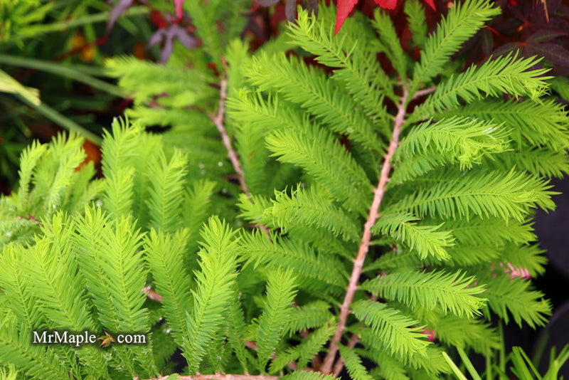 Taxodium distichum 'Gee Whiz' Dwarf Bald Cypress - Mr Maple │ Buy Japanese Maple Trees