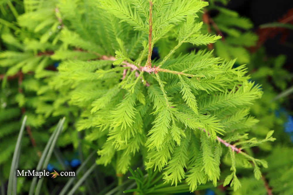 Buy Taxodium distichum 'Gee Whiz' Dwarf Bald Cypress — Mr Maple