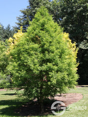 Taxodium distichum 'Green Whisper' Bald Cypress - Mr Maple │ Buy Japanese Maple Trees