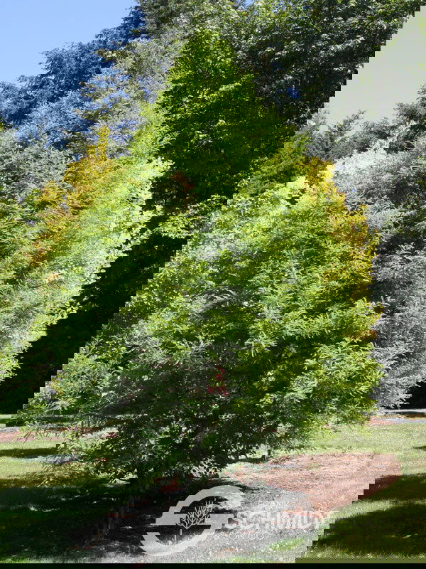 Taxodium distichum 'Green Whisper' Bald Cypress - Mr Maple │ Buy Japanese Maple Trees