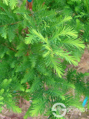Taxodium distichum 'Green Whisper' Bald Cypress - Mr Maple │ Buy Japanese Maple Trees