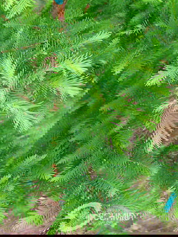 Taxodium distichum 'Green Whisper' Bald Cypress - Mr Maple │ Buy Japanese Maple Trees