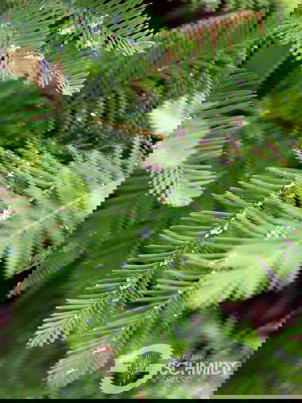 Taxodium distichum 'Green Whisper' Bald Cypress - Mr Maple │ Buy Japanese Maple Trees