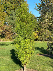 Taxodium distichum 'Lindsey Skyward' Narrow Bald Cypress - Mr Maple │ Buy Japanese Maple Trees