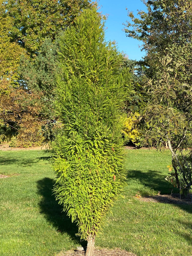 Taxodium distichum 'Lindsey Skyward' Narrow Bald Cypress - Mr Maple │ Buy Japanese Maple Trees