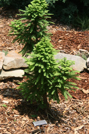 Taxodium distichum 'Peve Minaret' Dense Bald Cypress - Mr Maple │ Buy Japanese Maple Trees