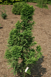 Taxodium distichum 'Peve Minaret' Dense Bald Cypress - Mr Maple │ Buy Japanese Maple Trees