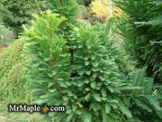 Taxodium distichum 'Peve Minaret' Dense Bald Cypress - Mr Maple │ Buy Japanese Maple Trees