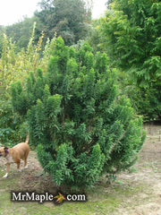 Taxodium distichum 'Peve Minaret' Dense Bald Cypress - Mr Maple │ Buy Japanese Maple Trees