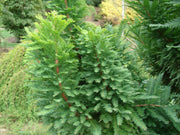 Taxodium distichum 'Peve Minaret' Dense Bald Cypress - Mr Maple │ Buy Japanese Maple Trees