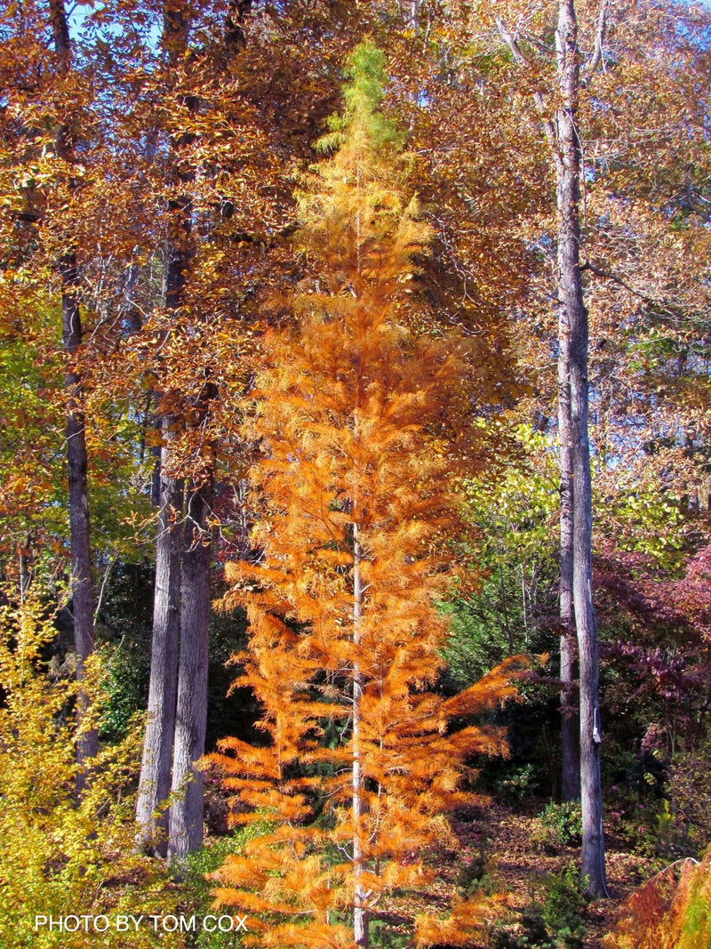 Taxodium distichum 'Prairie Sentinel' Narrow Bald Cypress - Mr Maple │ Buy Japanese Maple Trees