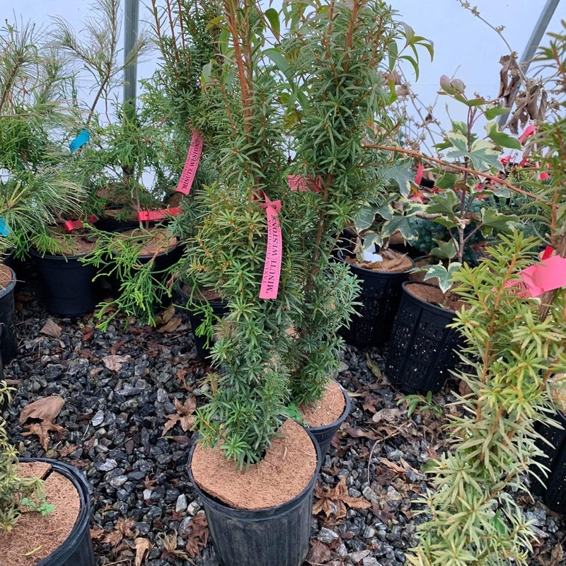 Taxus cuspidata 'Minute Westons' Dwarf Narrow Japanese Yew - Mr Maple │ Buy Japanese Maple Trees