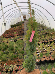 Taxus cuspidata 'Minute Westons' Dwarf Narrow Japanese Yew - Mr Maple │ Buy Japanese Maple Trees