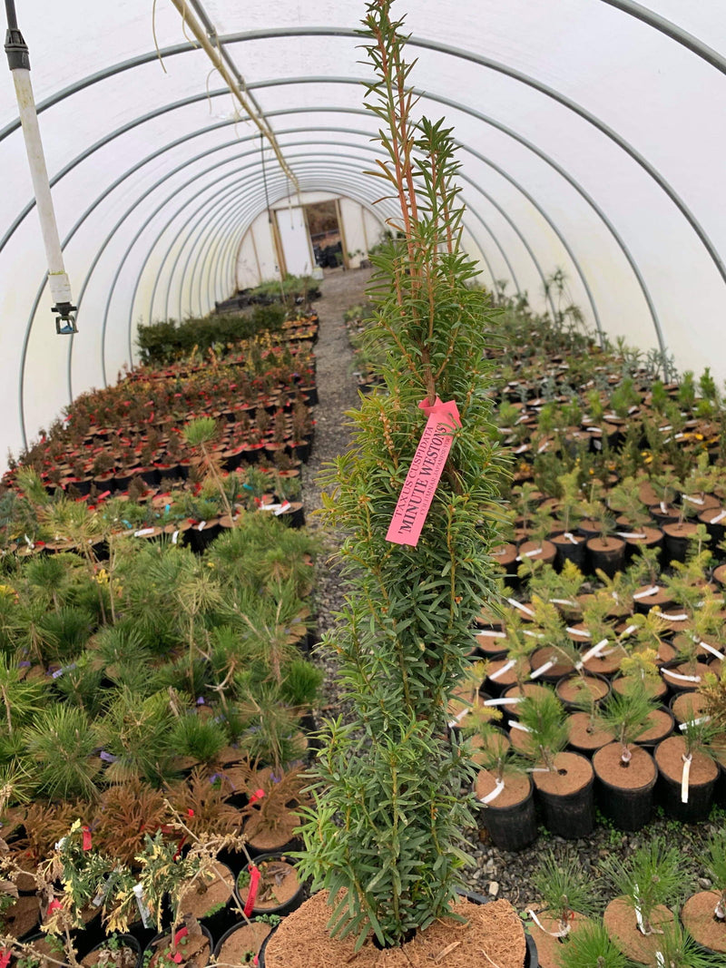 Taxus cuspidata 'Minute Westons' Dwarf Narrow Japanese Yew - Mr Maple │ Buy Japanese Maple Trees