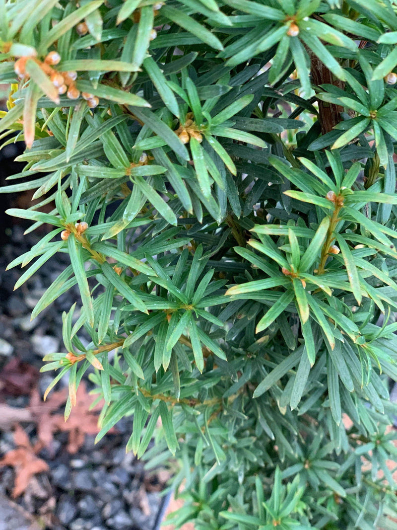 Taxus cuspidata 'Minute Westons' Dwarf Narrow Japanese Yew - Mr Maple │ Buy Japanese Maple Trees