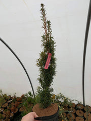 Taxus cuspidata 'Minute Westons' Dwarf Narrow Japanese Yew - Mr Maple │ Buy Japanese Maple Trees