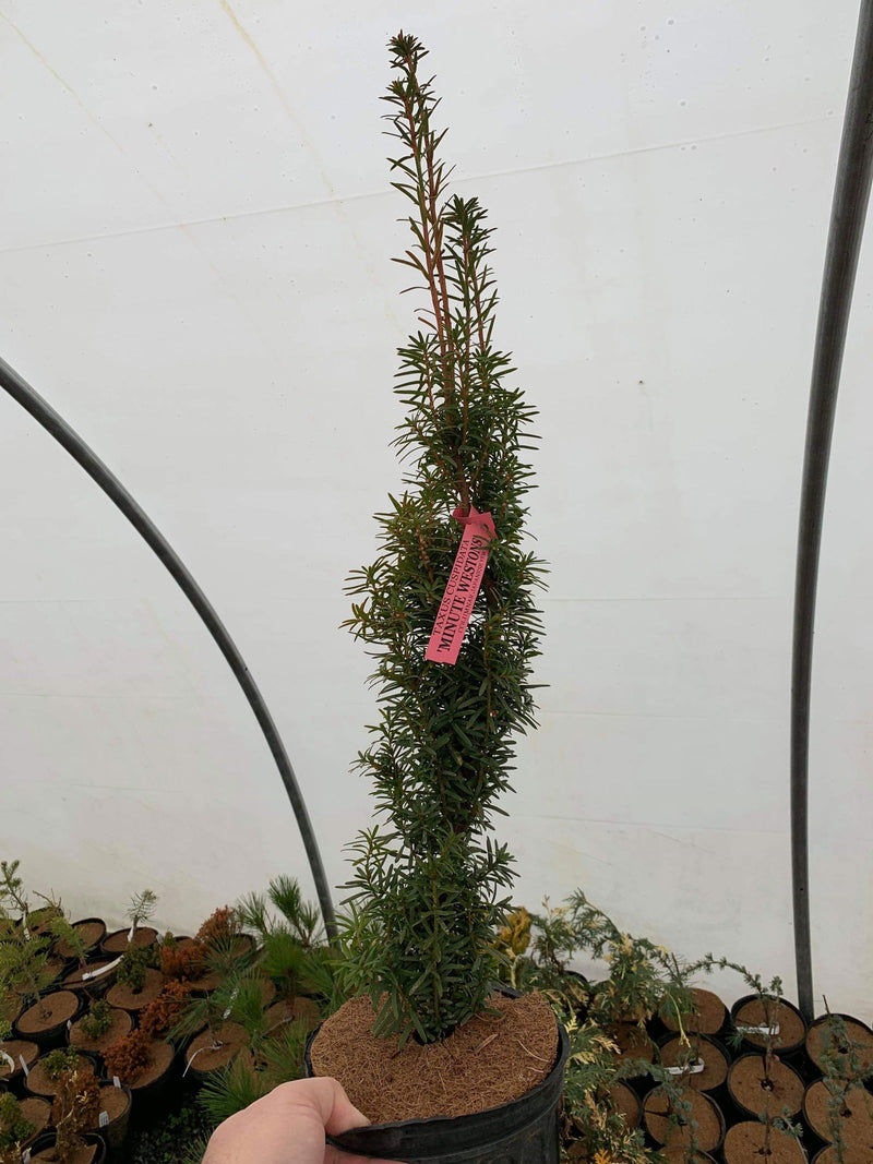 Taxus cuspidata 'Minute Westons' Dwarf Narrow Japanese Yew - Mr Maple │ Buy Japanese Maple Trees