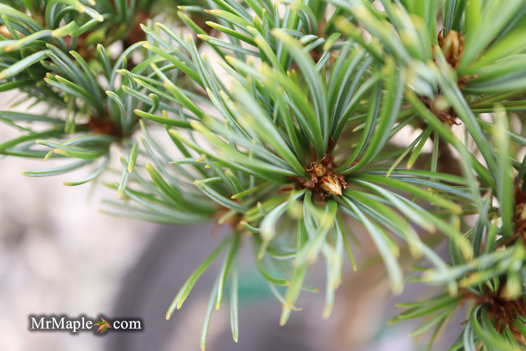 Pinus parviflora 'Tayo nishiki' Japanese White Pine