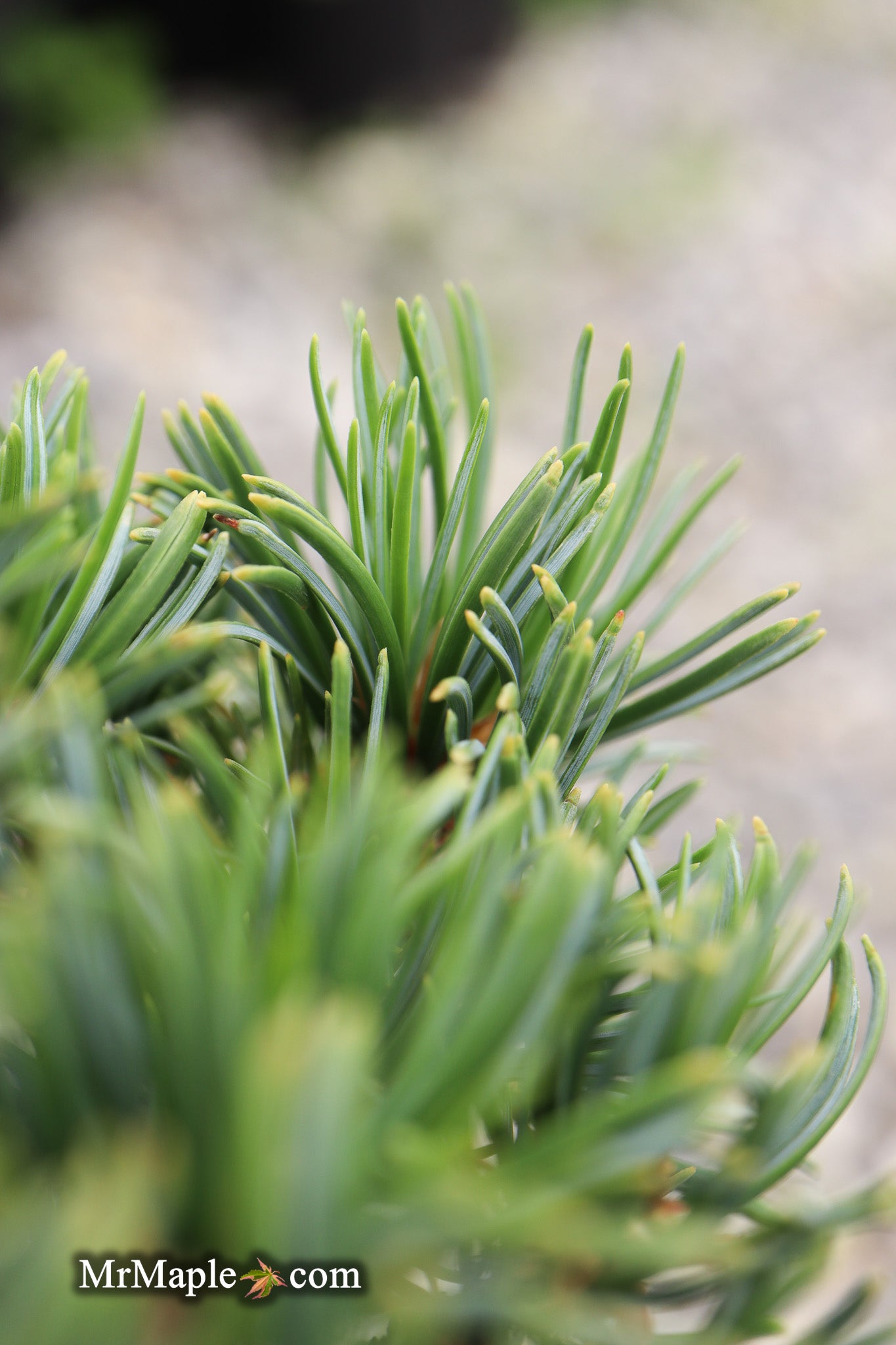 Buy Pinus parviflora 'Tayo nishiki' Japanese White Pine — Mr Maple ...