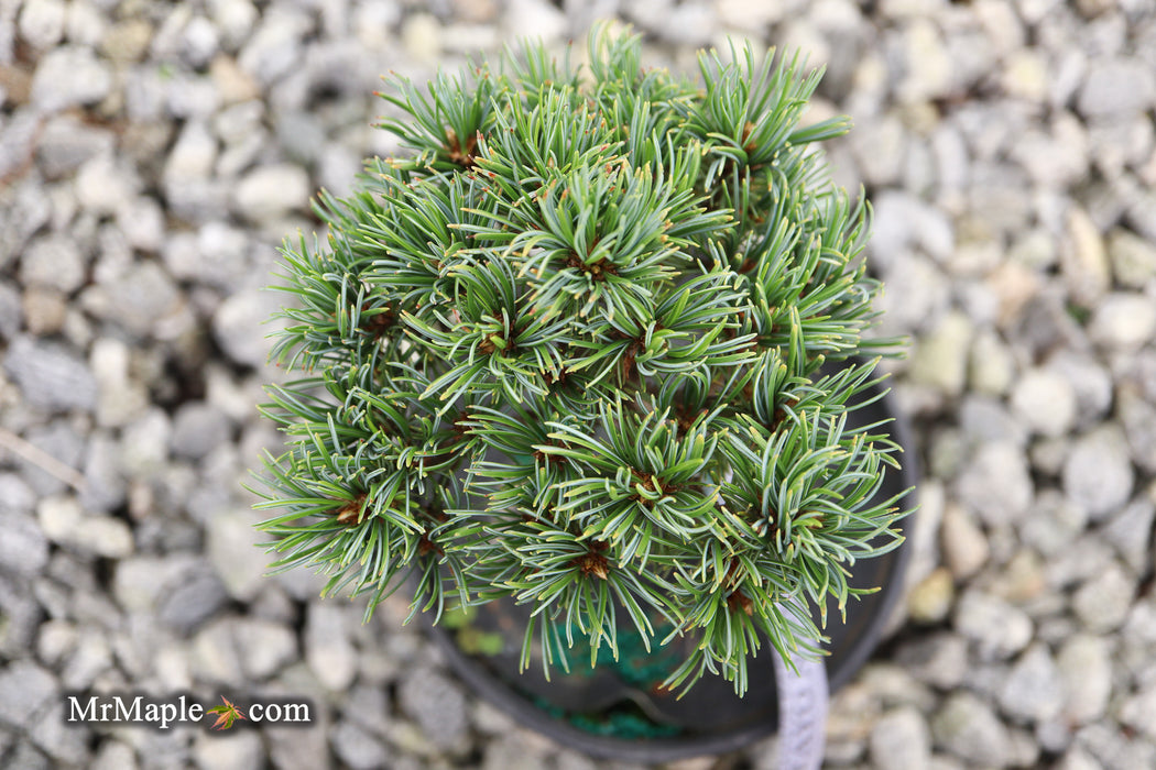 Pinus parviflora 'Tayo nishiki' Japanese White Pine