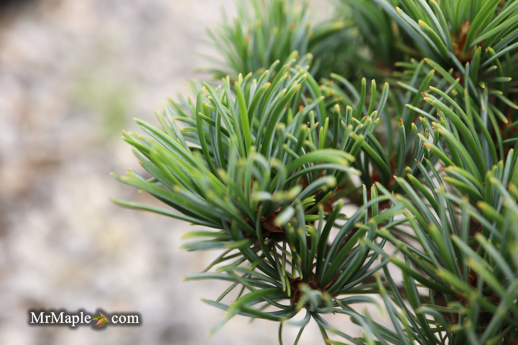 Pinus parviflora 'Tayo nishiki' Japanese White Pine