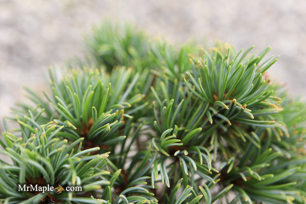 Pinus parviflora 'Tayo nishiki' Japanese White Pine