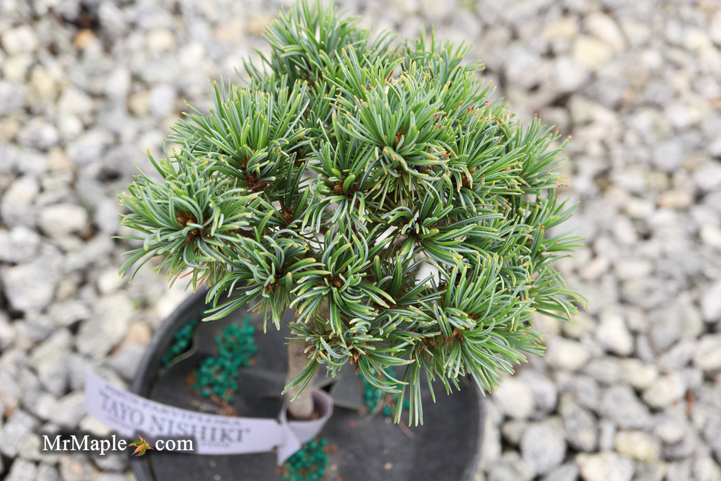 Pinus parviflora 'Tayo nishiki' Japanese White Pine