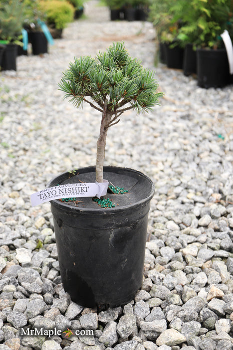 Pinus parviflora 'Tayo nishiki' Japanese White Pine