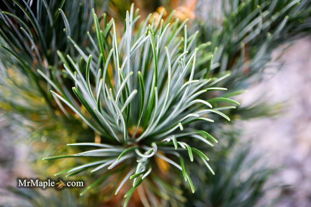 Pinus parviflora 'Templehof' Japanese White Pine