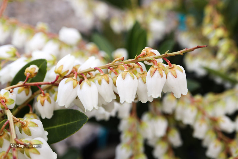 Pieris ryukyuensis 'Temple Bells' Lily of the Valley Bush Andromeda