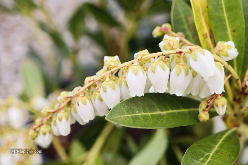Pieris ryukyuensis 'Temple Bells' Lily of the Valley Bush Andromeda
