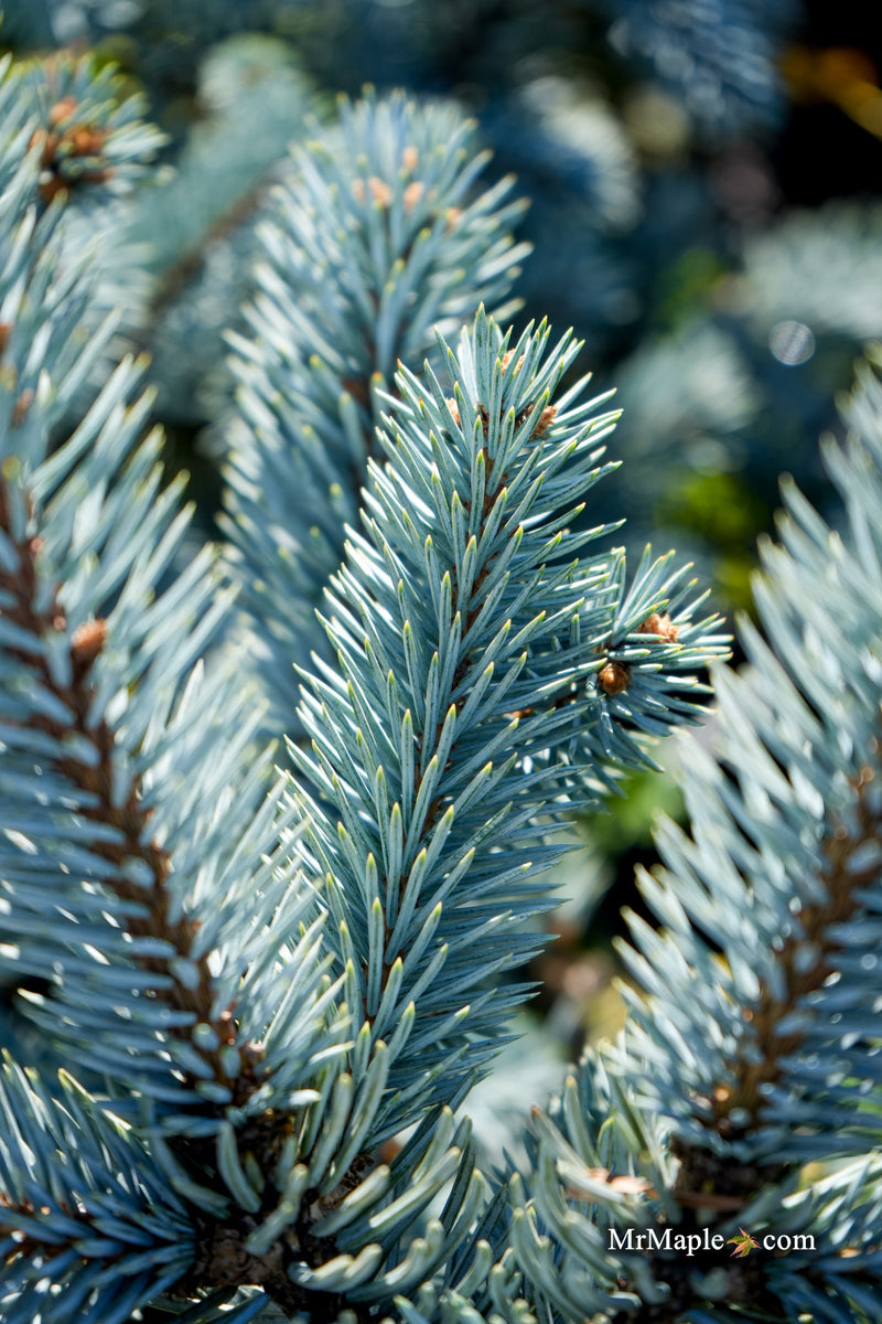 Picea pungens ‘Thomsen' Colorado Spruce