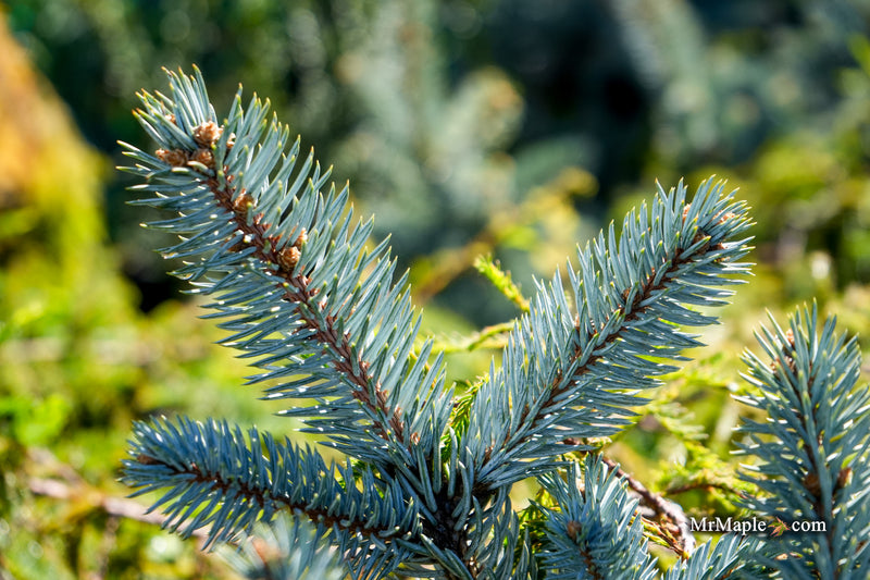 Picea pungens ‘Thomsen' Colorado Spruce