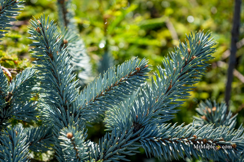 Picea pungens ‘Thomsen' Colorado Spruce
