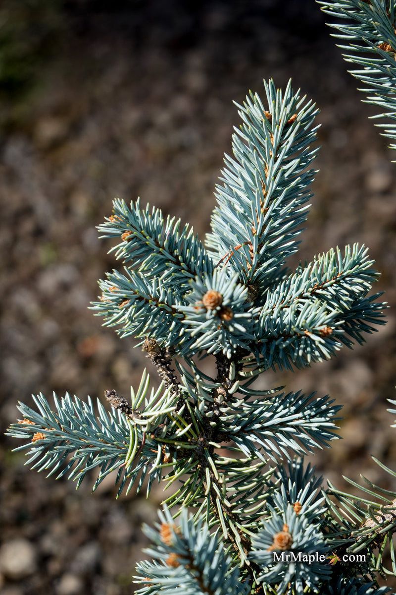 Picea pungens ‘Thomsen' Colorado Spruce