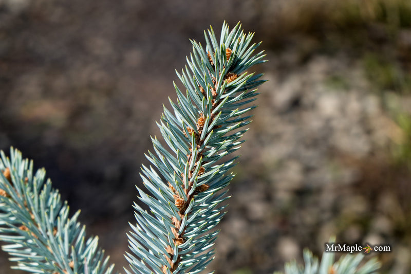 Picea pungens ‘Thomsen' Colorado Spruce
