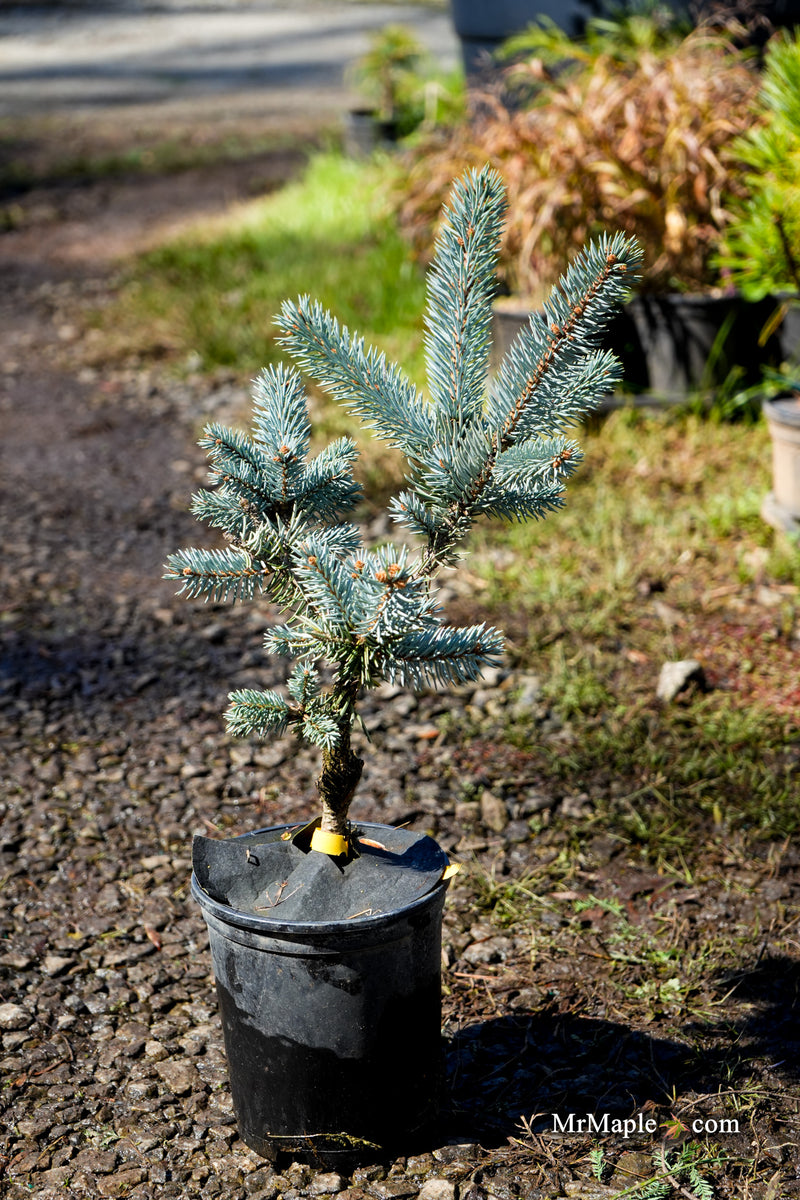 Picea pungens ‘Thomsen' Colorado Spruce